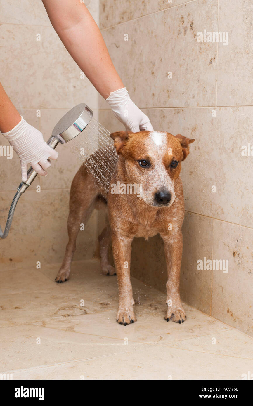 Australian Cattle Dog being showered in a bathroom. Germany.. Stock Photo