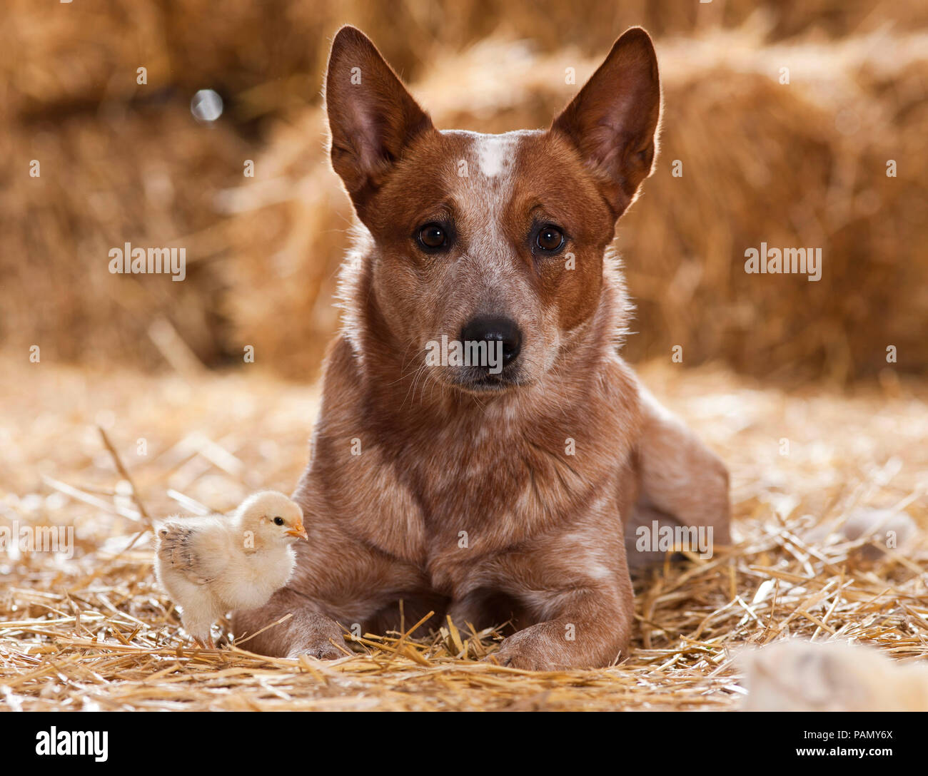 Australian Cattle Dog and a chicken chick in a barn. Germany.. Stock Photo