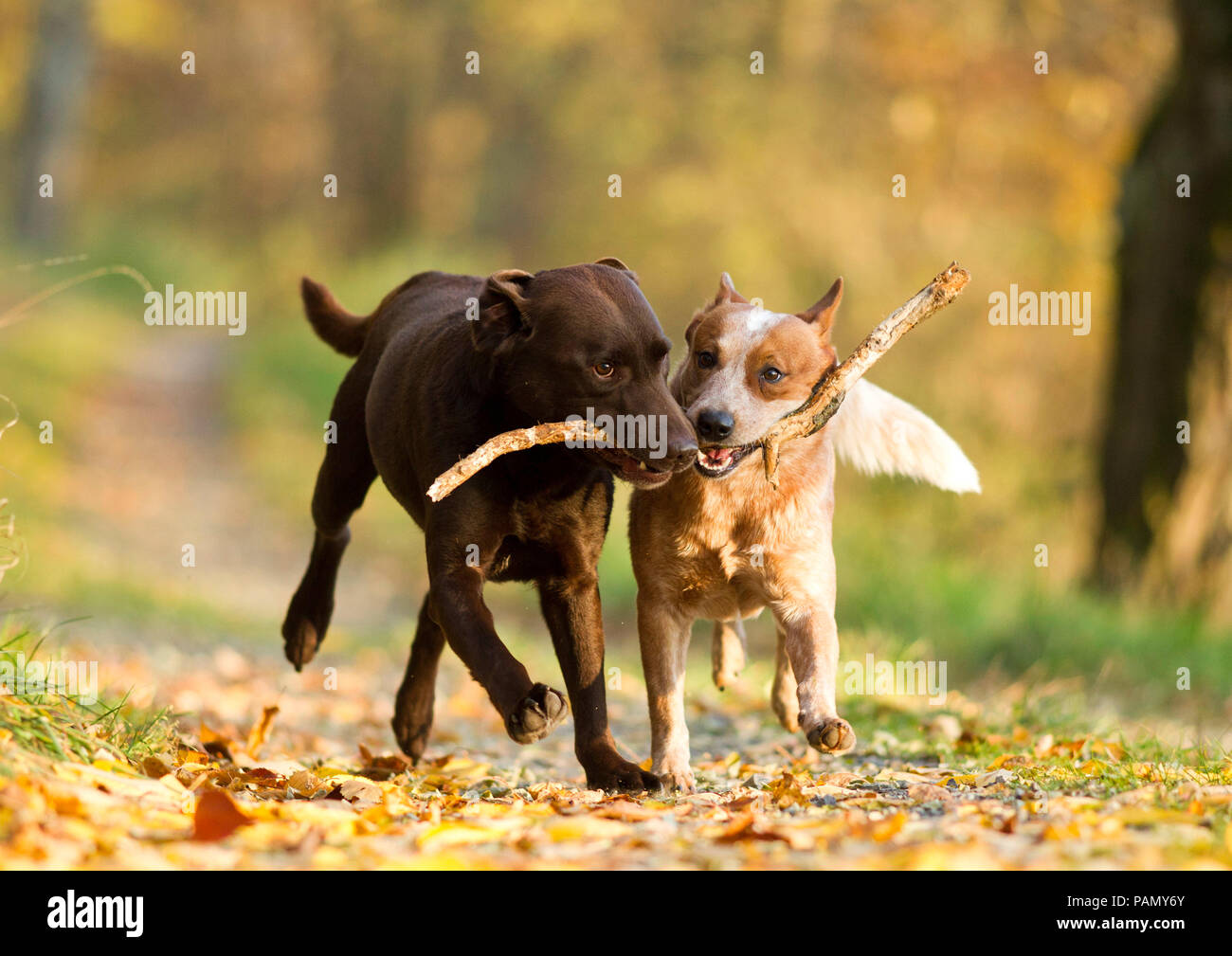 Labrador Retriever and Australian Cattle Dog. Two adults carry a stick together. Germany. Stock Photo