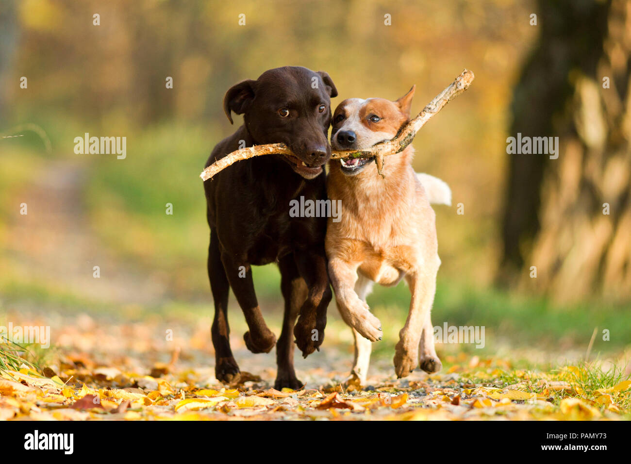 Labrador Retriever and Australian Cattle Dog. Two adults carry a stick together. Germany. Stock Photo