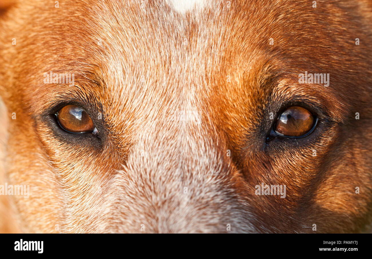 Australian Cattle Dog. Close up of eyes. Germany.. Stock Photo