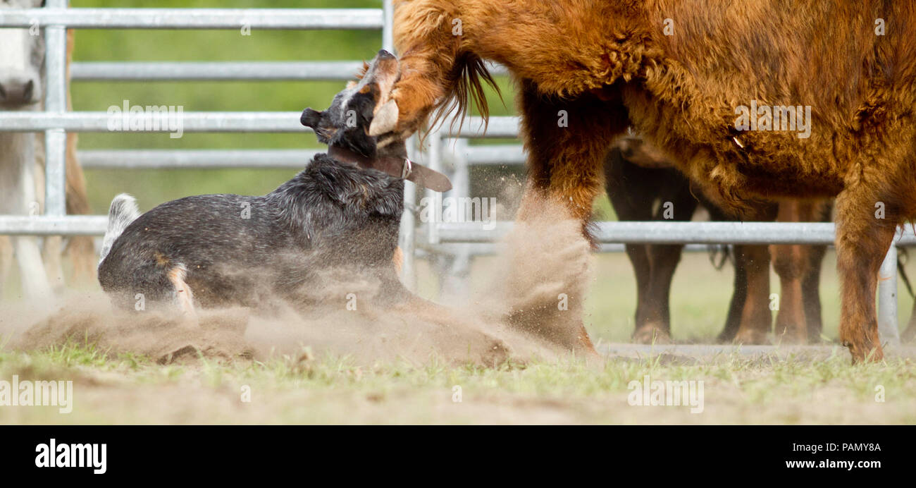 Australian Cattle Dog driving cattle, biting leg. Germany Stock Photo