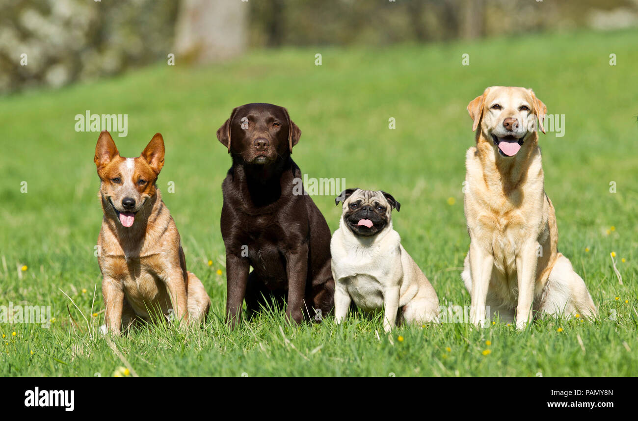 Australian Cattle Dog, pug and pair of Labrador Retrievers sitting on a meadow. Germany. Stock Photo