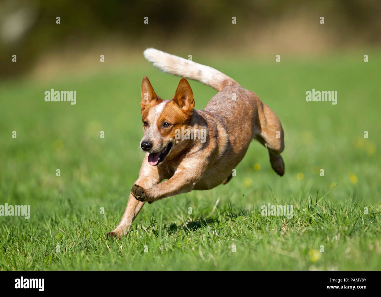 Australian Cattle Dog. Adult running in a meadow. Germany Stock Photo -  Alamy