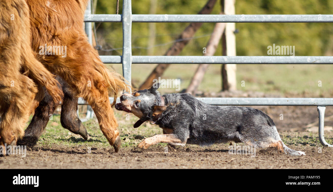 Australian Cattle Dog driving cattle, grabs a hind leg. Germany.. Stock Photo