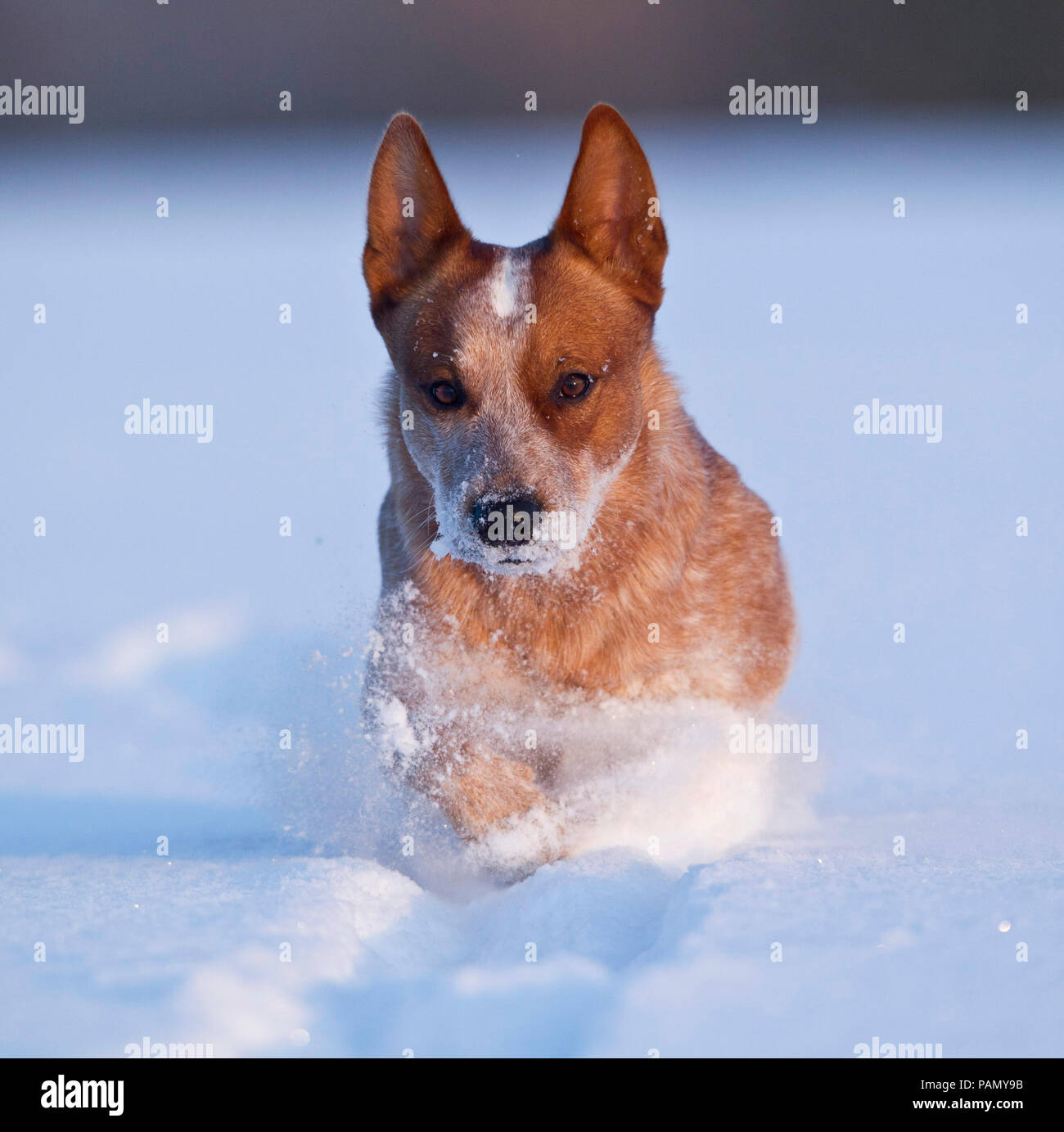 Australian Cattle Dog running in snow. Germany Stock Photo