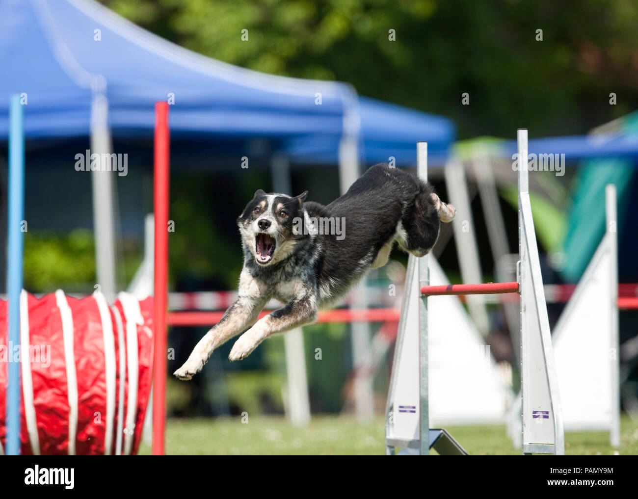 Australian Cattle Dog leaps over an obstacle in an agility course. Germany. Stock Photo