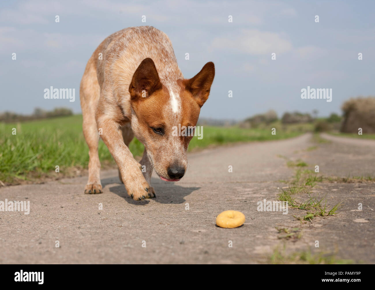 Australian Cattle Dog eats a found yummy on a path. Germany. Stock Photo