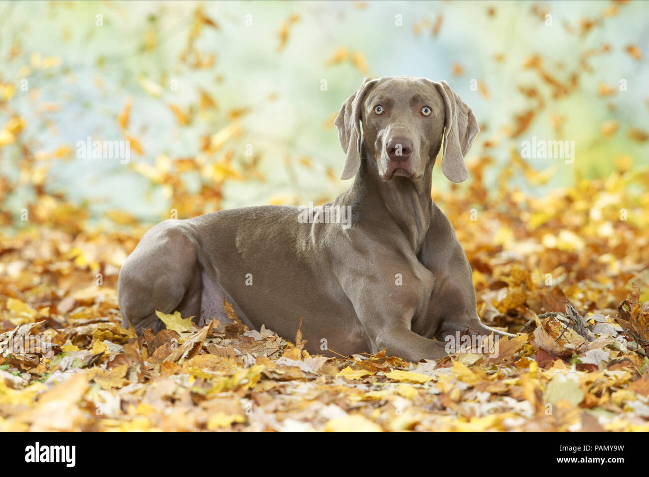 Weimaraner. Adult dog lying in leaf litter. Germany.. Stock Photo