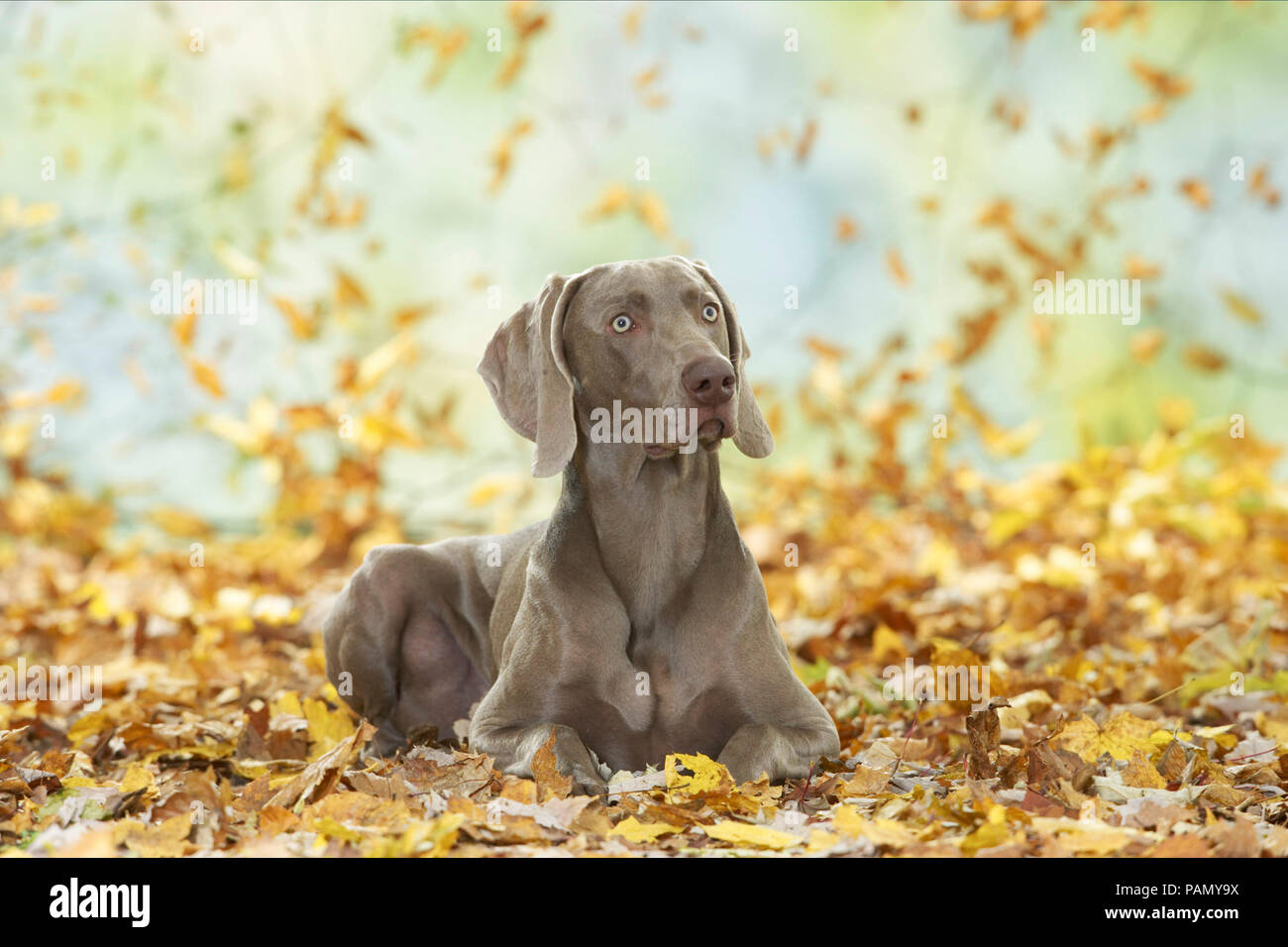 Weimaraner. Adult dog lying in leaf litter. Germany. Stock Photo