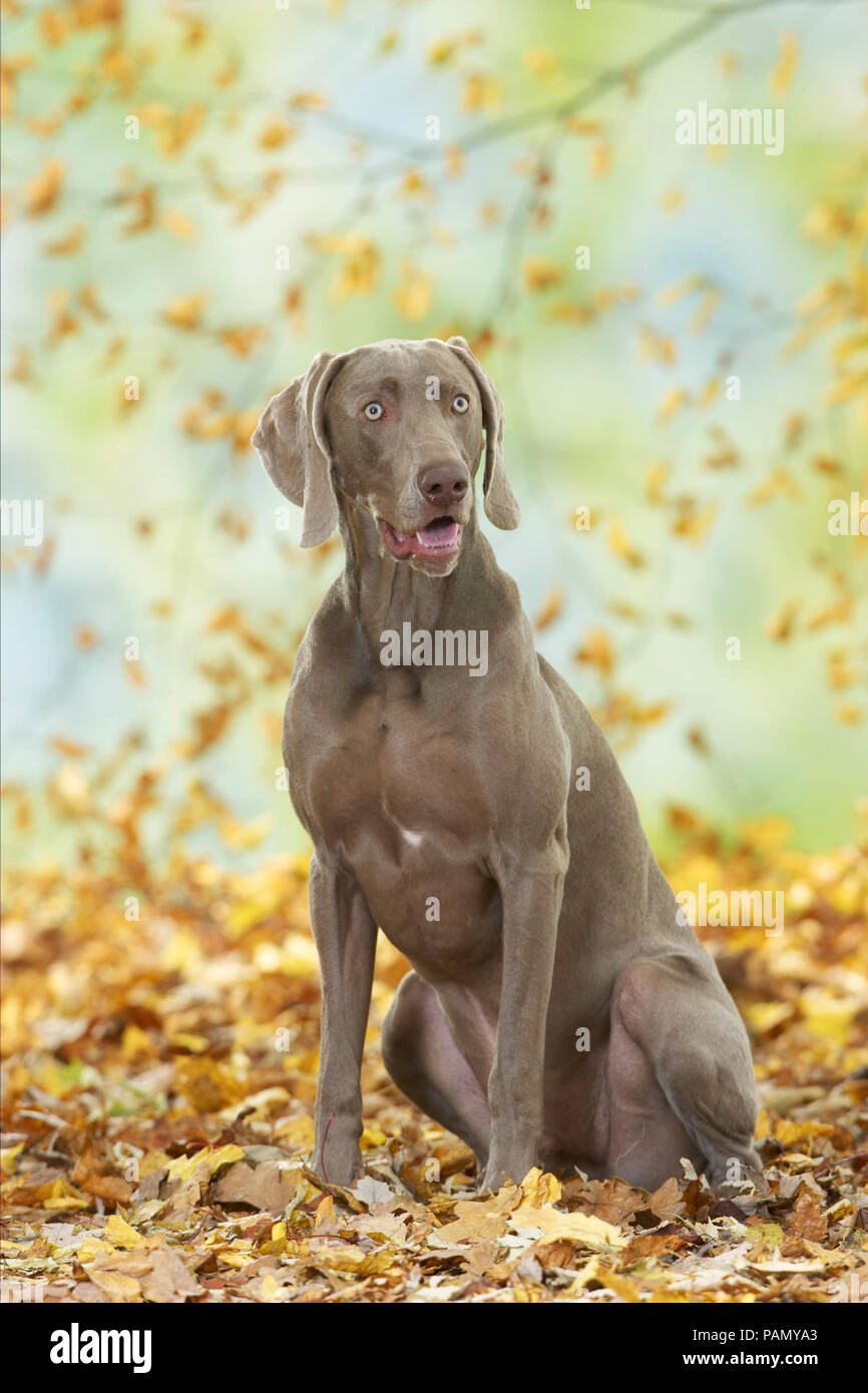 Weimaraner. Adult dog sitting in leaf litter. Germany. Stock Photo
