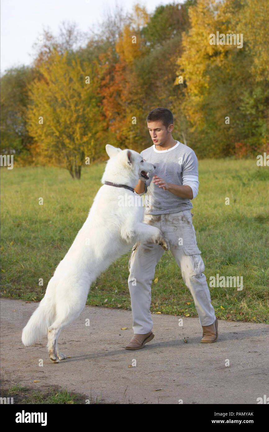 White Swiss Shepherd Dog jumping up to a man. Germany Stock Photo