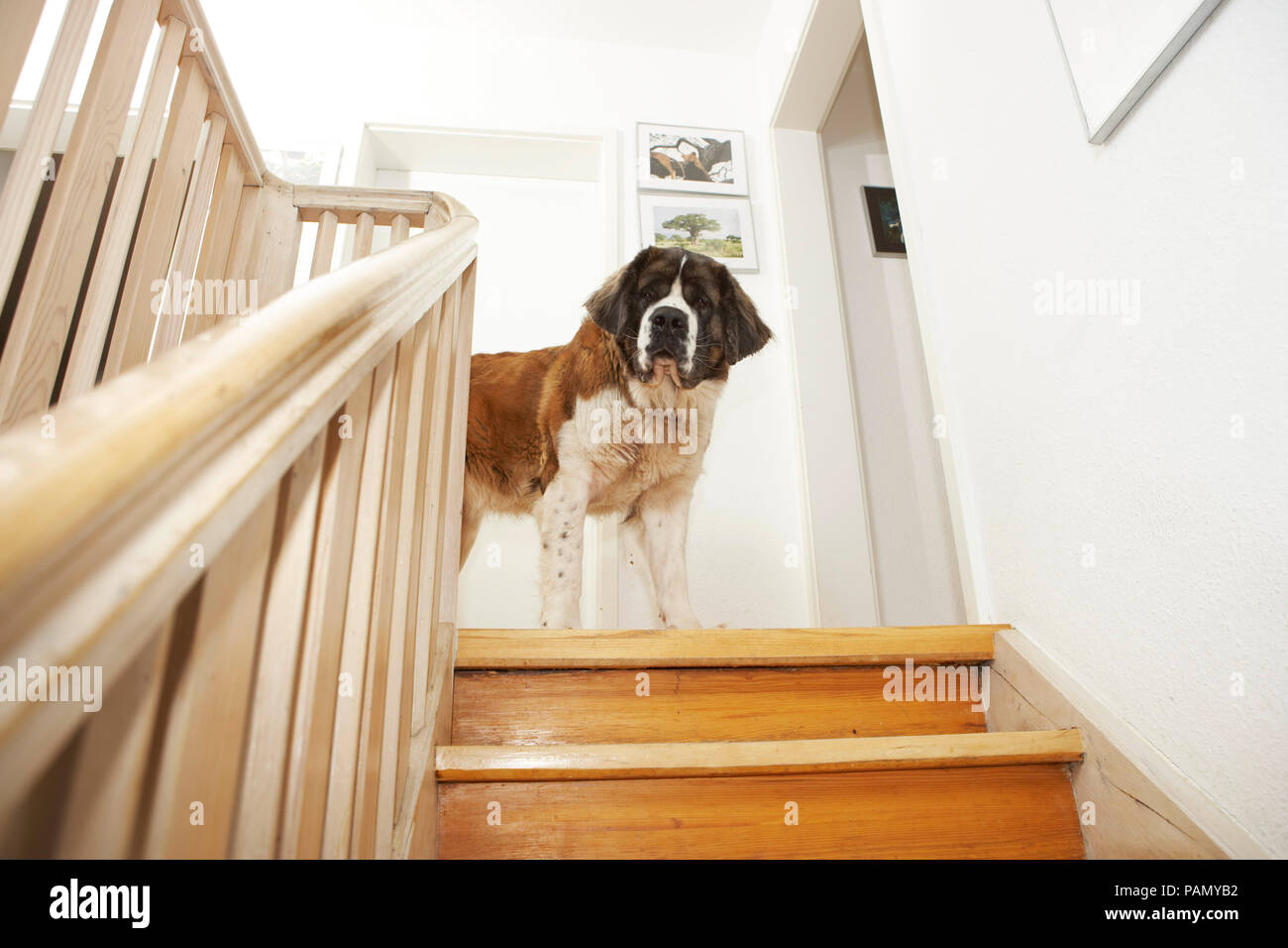 St. Bernard Dog. Adult dog standing on a staircase. looking down. Germany. Stock Photo