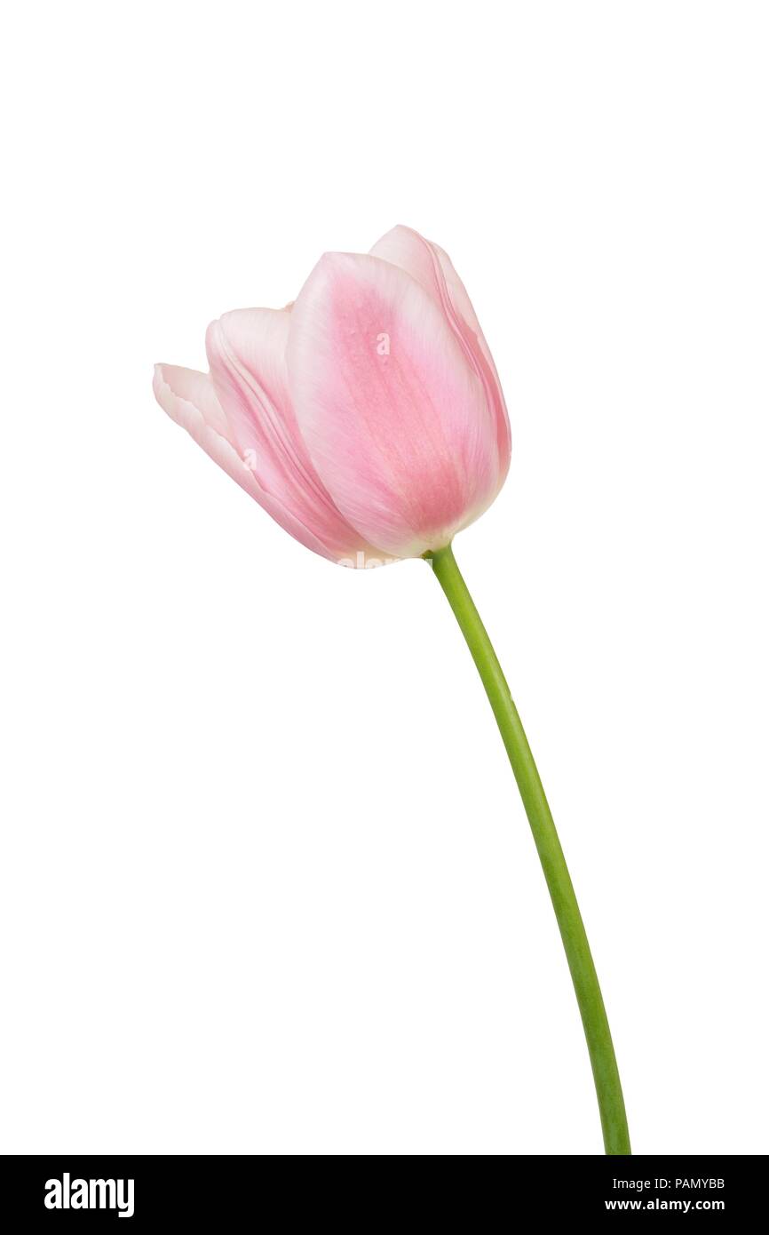 Pink tulip isolated on white background Stock Photo - Alamy