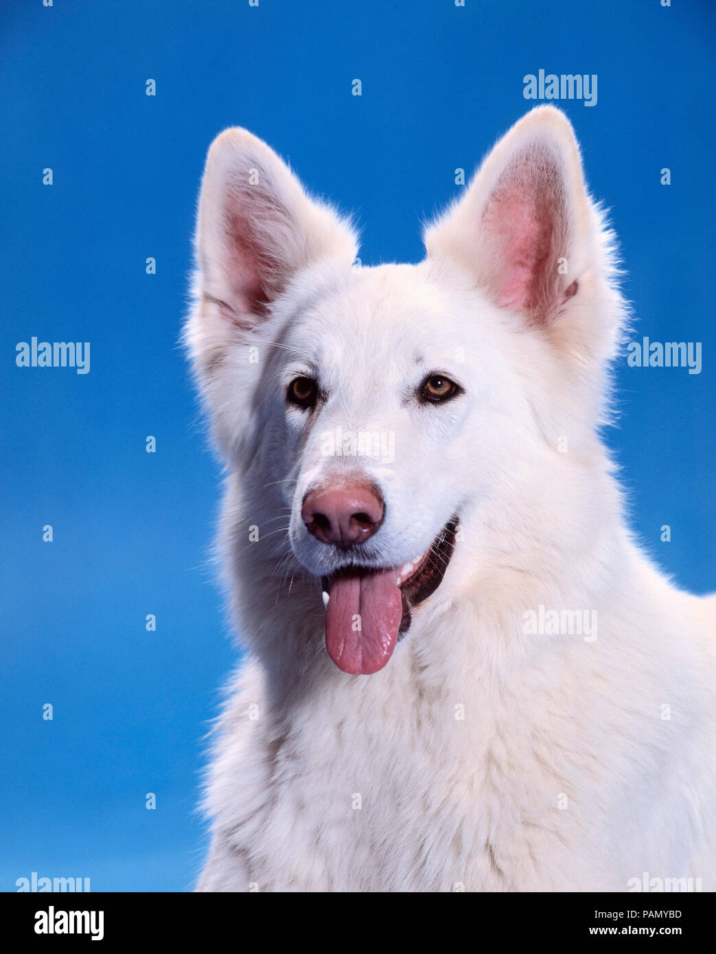 Berger Blanc Suisse, White Swiss Shepherd Dog. Portrait of adult. Studio picture against a blue background. Germany Stock Photo