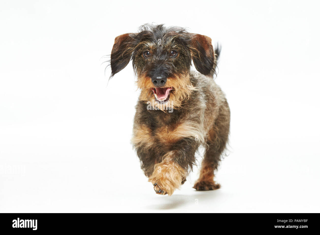 Wire-haired Dachshund. Adult dog running. Studio picture against a white background. Germany Stock Photo