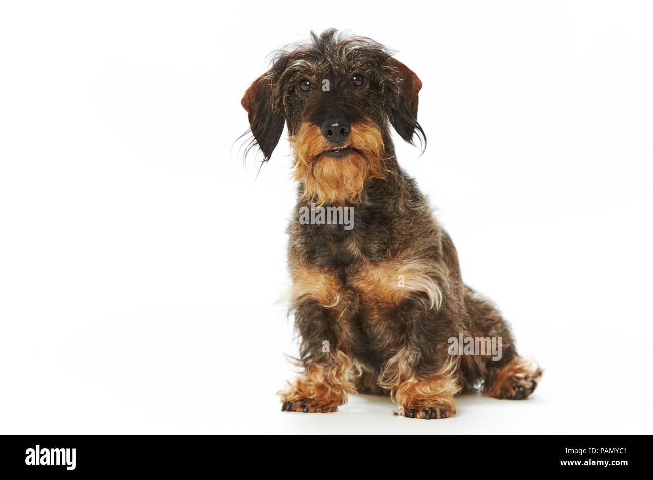 Wire-haired Dachshund. Adult dog sitting. Studio picture against a white background. Germany Stock Photo
