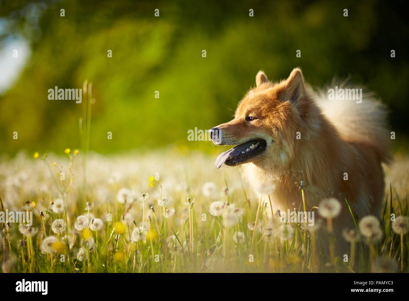 Eurasier, Eurasian. Adult dog standing in a meadow with böwballs. Germany Stock Photo