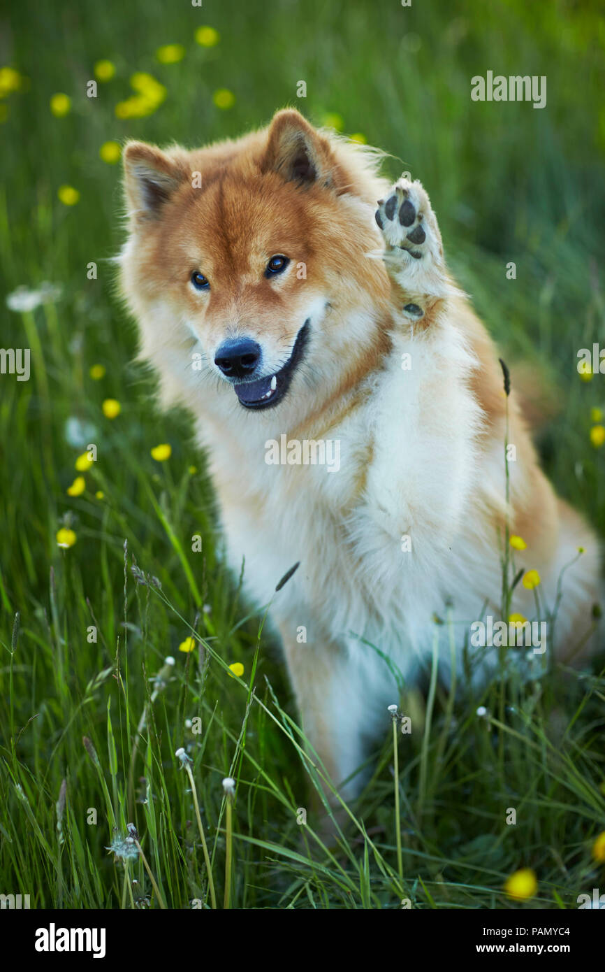 Eurasier, Eurasian. Adult dog sitting in a meadow, with forepaw raised. Germany Stock Photo