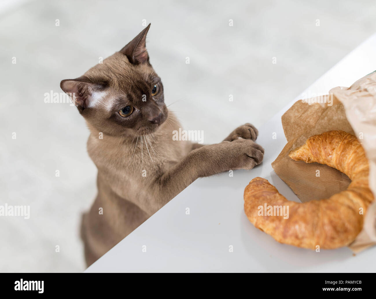 A young Burmese cat stretching himself up at a table in order to steal a croissant. Germany Stock Photo