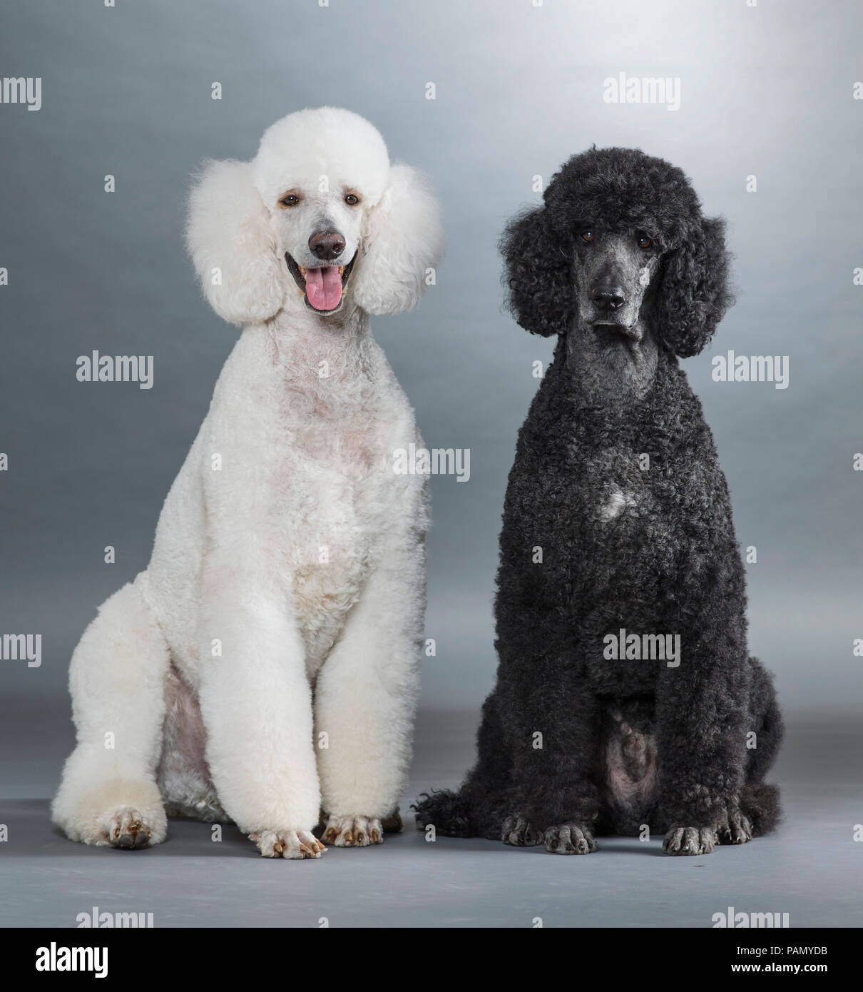 Standard Poodle. Black and white adults sitting next to each other. Germany. Studio picture against agray background. Stock Photo