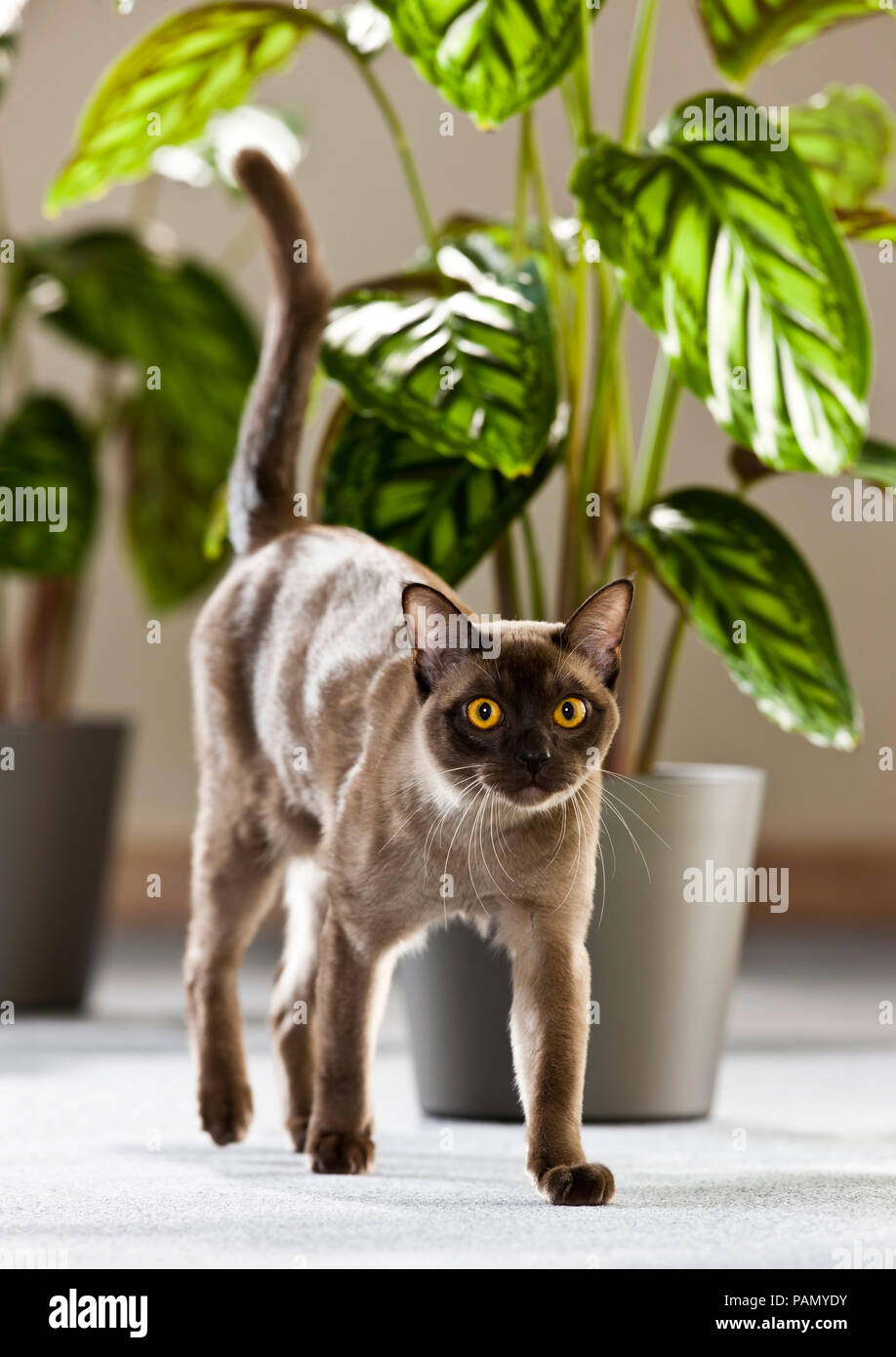 Burmese cat. Adult walking in front of a potted plant. Germany Stock Photo
