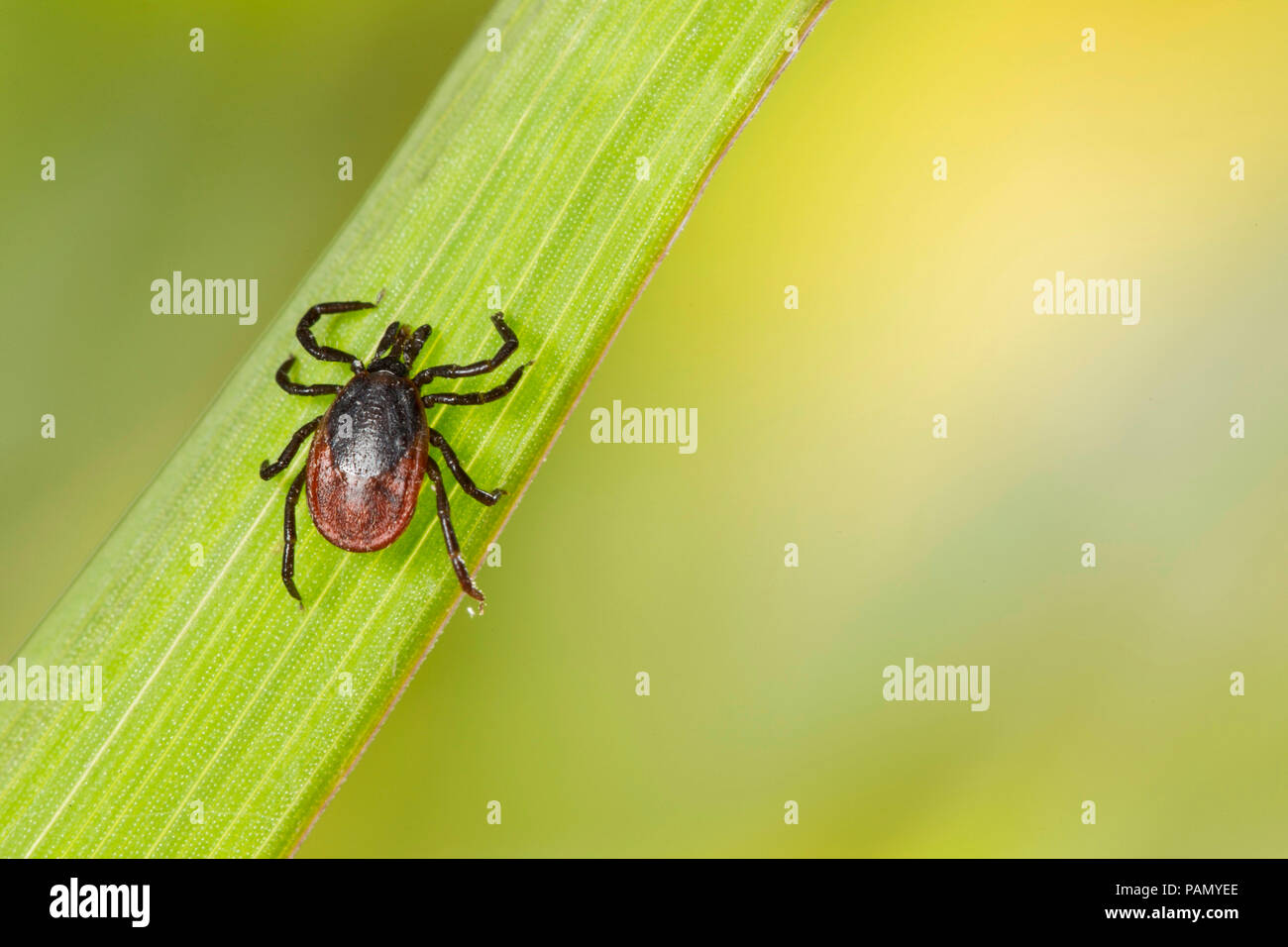 Castor Bean Tick (Ixodes ricinus) on a blade of grass. Germany Stock Photo