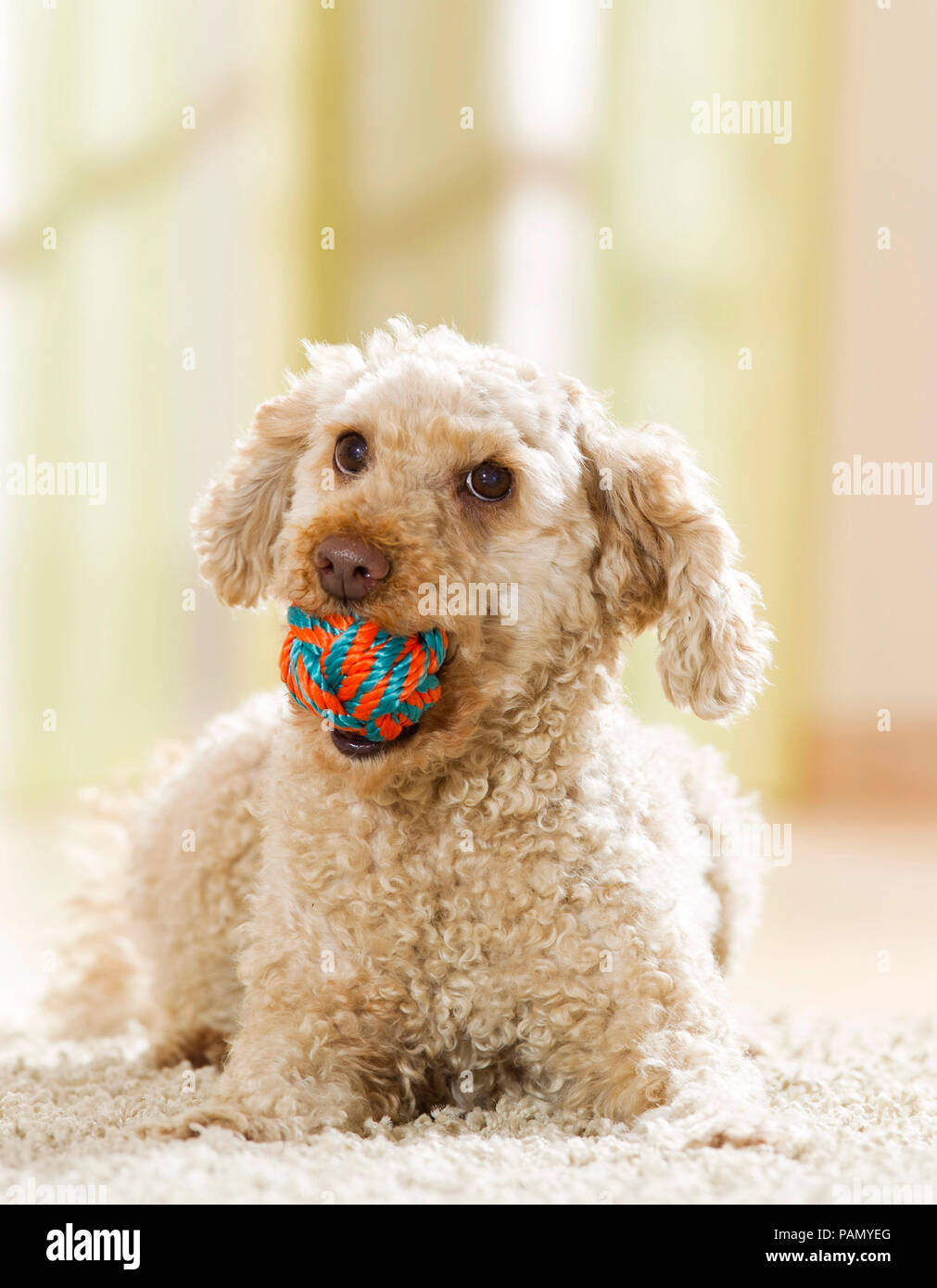 A poodle lies on carpet with a small ball in its muzzle. Germany. Stock Photo
