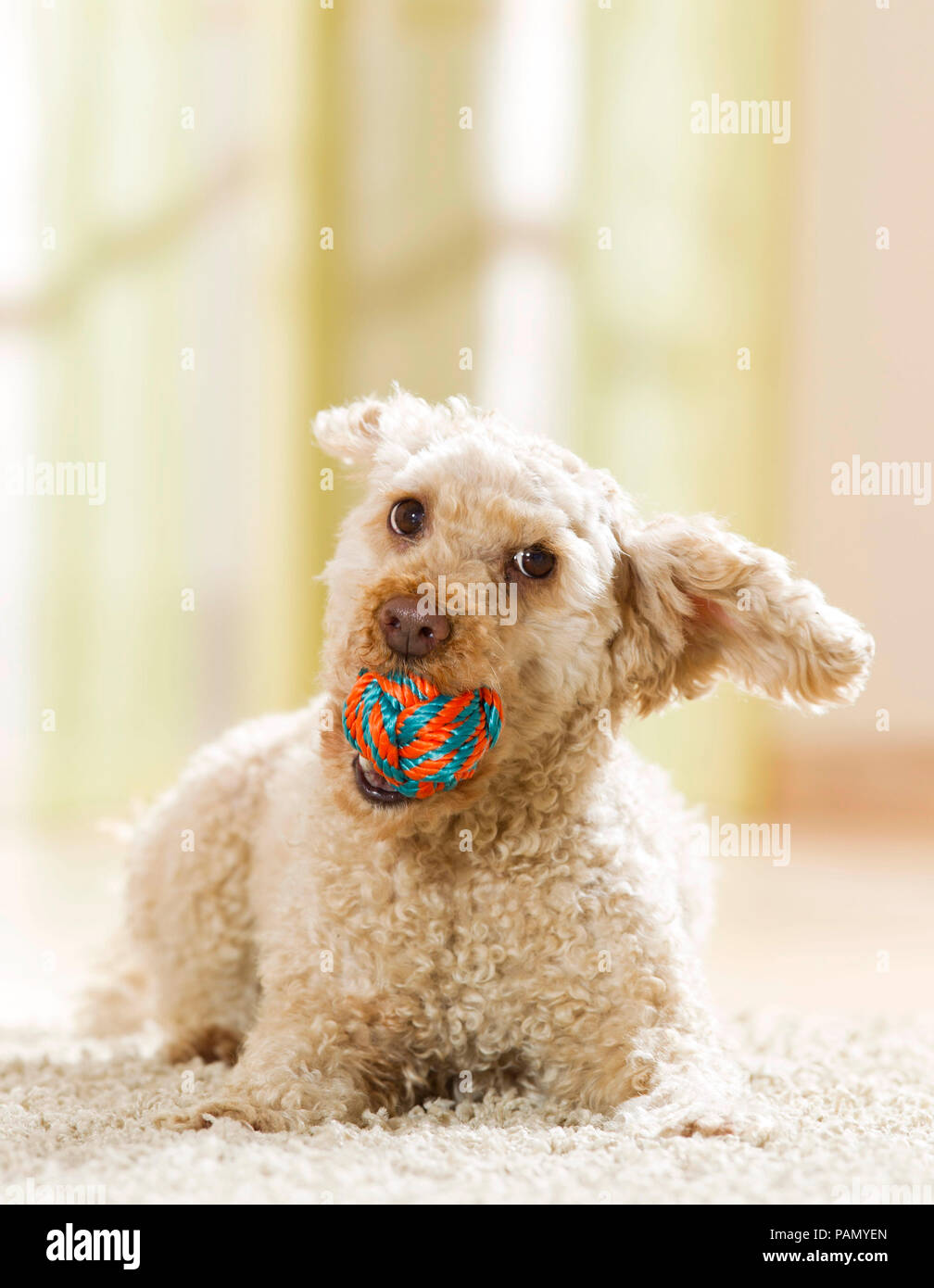 A poodle lies on carpet with a small ball in its muzzle. Germany. Stock Photo