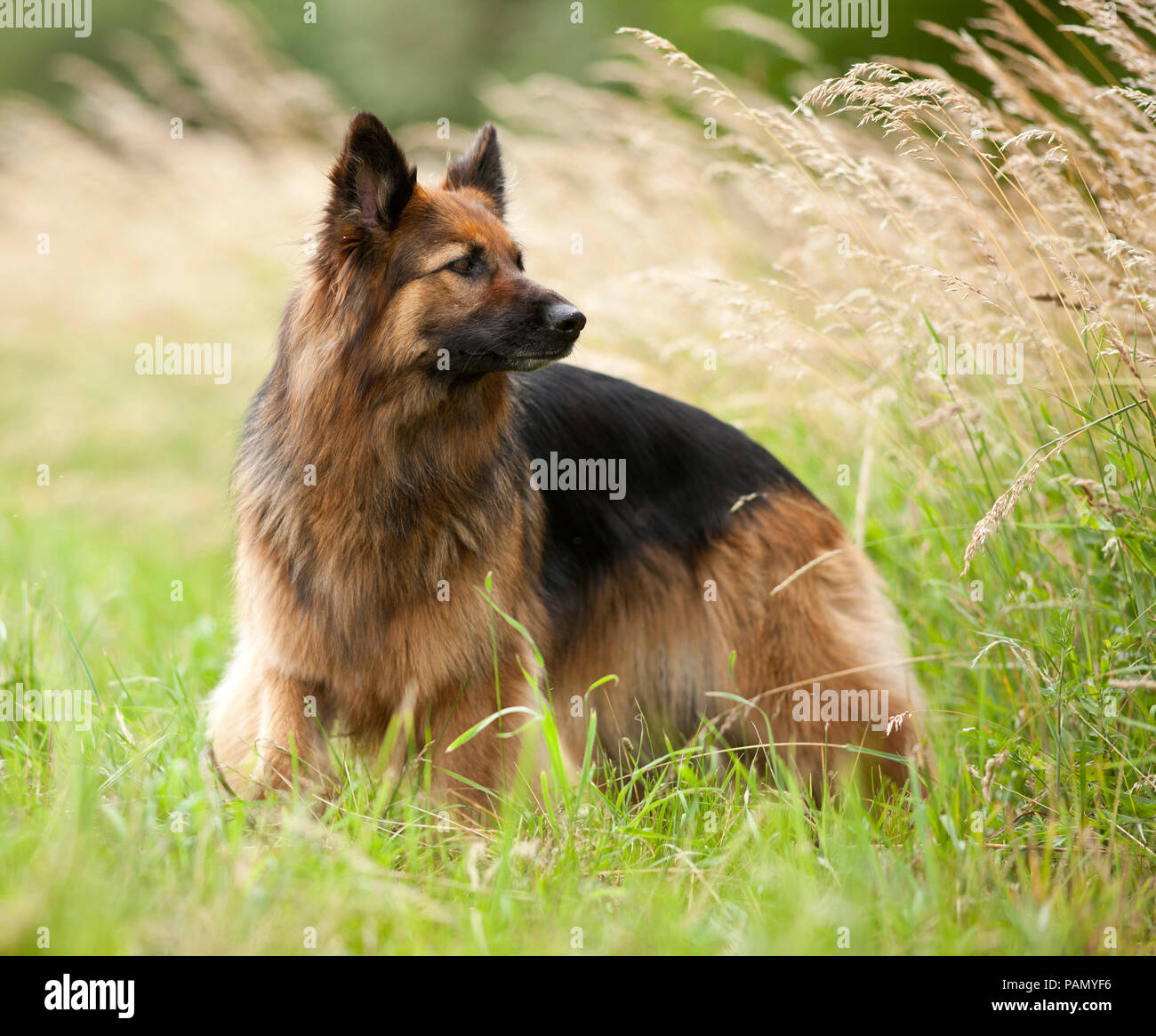 Old German Shepherd Dog. Adult standing on a meadow. Germany. Stock Photo