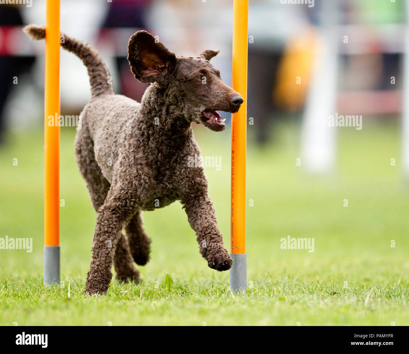 Standard Poodle. Adult demonstrating fast weave poles in an obstacle course Stock Photo