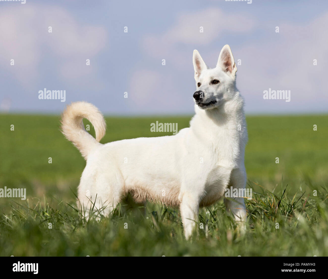 White Swiss Shepherd Dog. Adult dog standing on a meadow. Germany Stock Photo