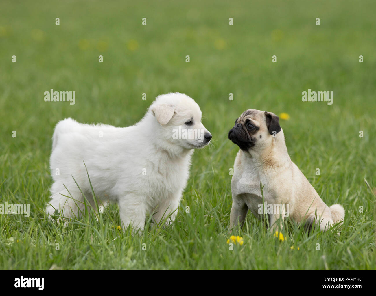 White Swiss Shepherd Dog. Puppy standing next adult pug on a meadow. Germany Stock Photo