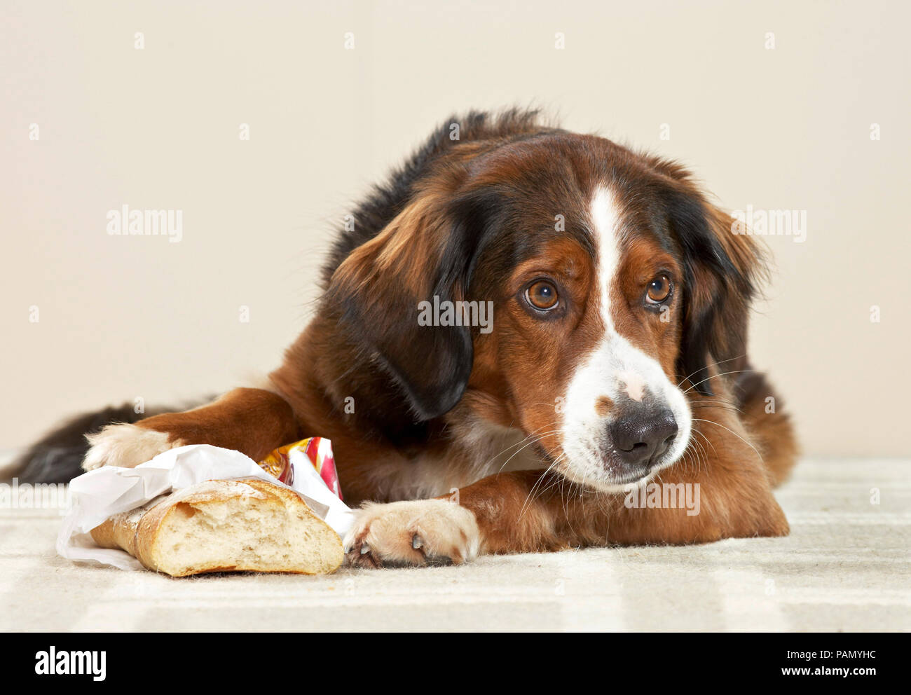 Mixed-breed dog with stolen bread. Germany. Stock Photo