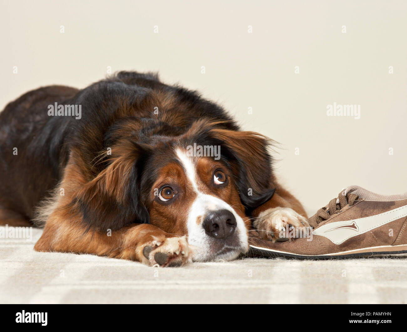 Mixed-breed dog with stolen shoe. Germany. Stock Photo