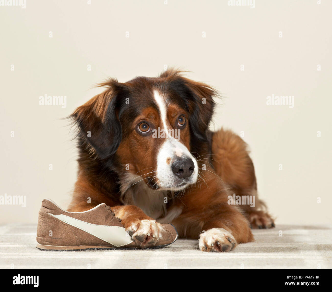 Mixed-breed dog with stolen shoe. Germany. Stock Photo