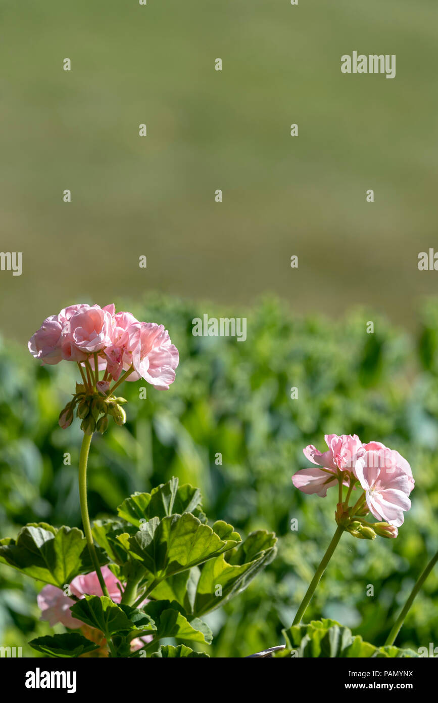 Pink geranium in summer background Stock Photo