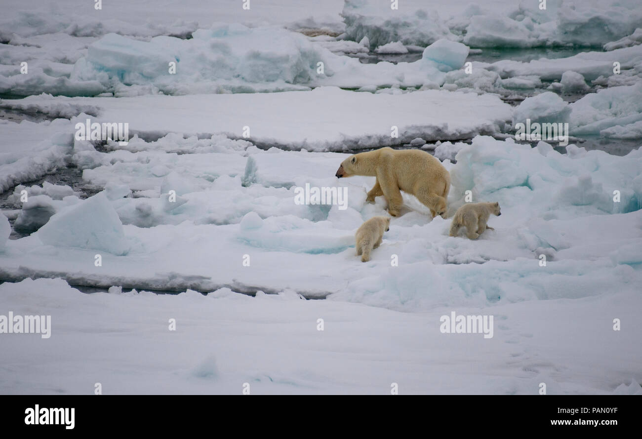 Polar bear walking in an arctic. Stock Photo