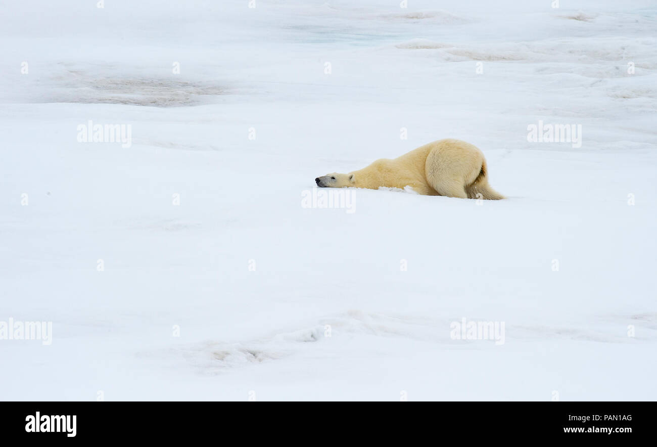 Polar bear walking in an arctic. Stock Photo