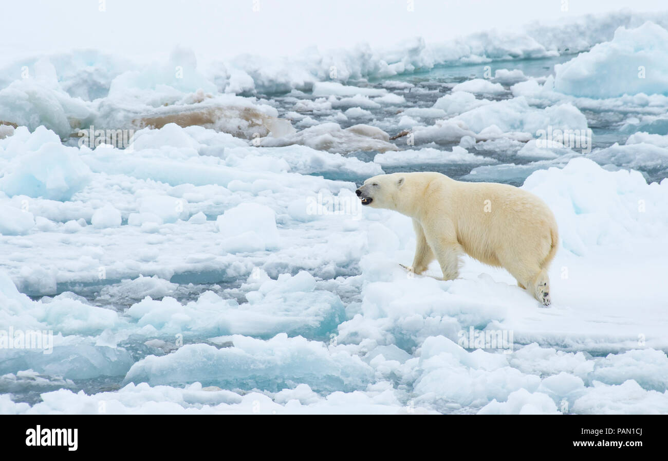 Polar bear walking in an arctic. Stock Photo