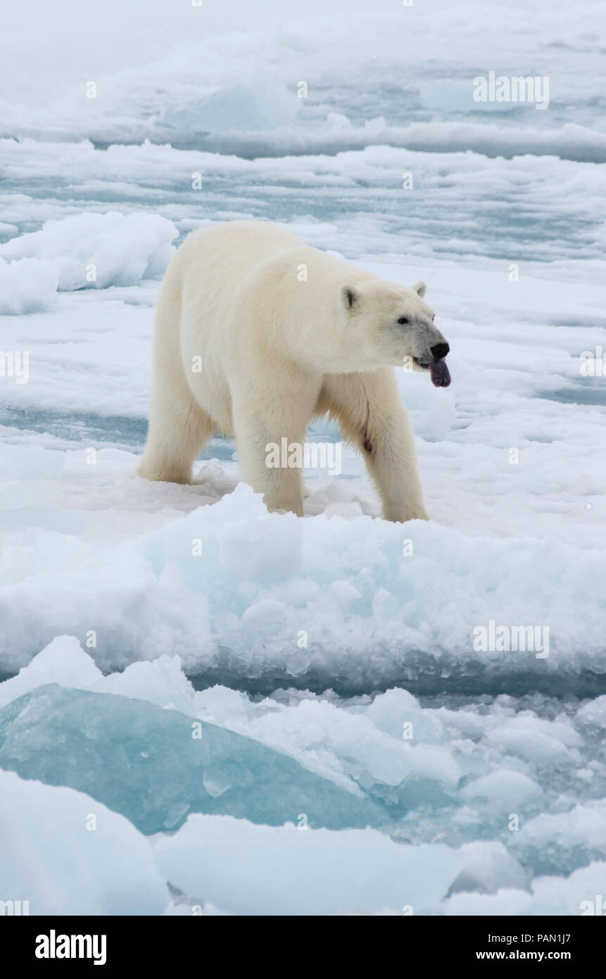 Polar bear walking in an arctic. Stock Photo