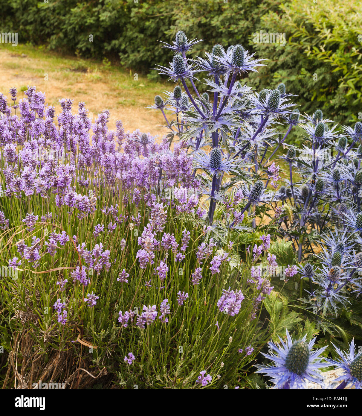 Eryngium Picos blue flowers at Alnmouth,Northumberland,England,UK Stock Photo