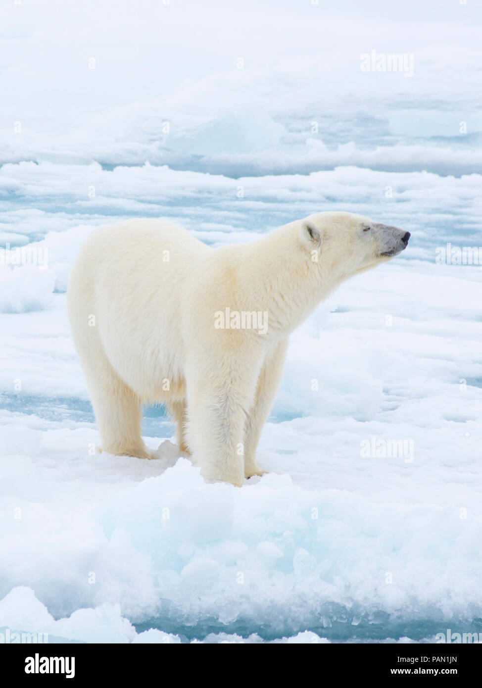 Polar bear walking in an arctic. Stock Photo