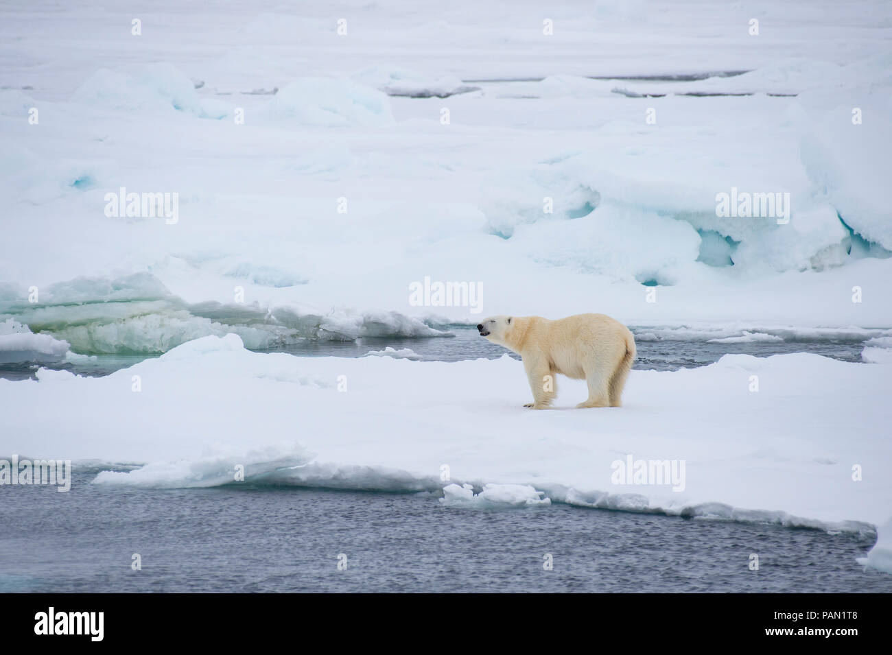 Polar bear walking in an arctic. Stock Photo