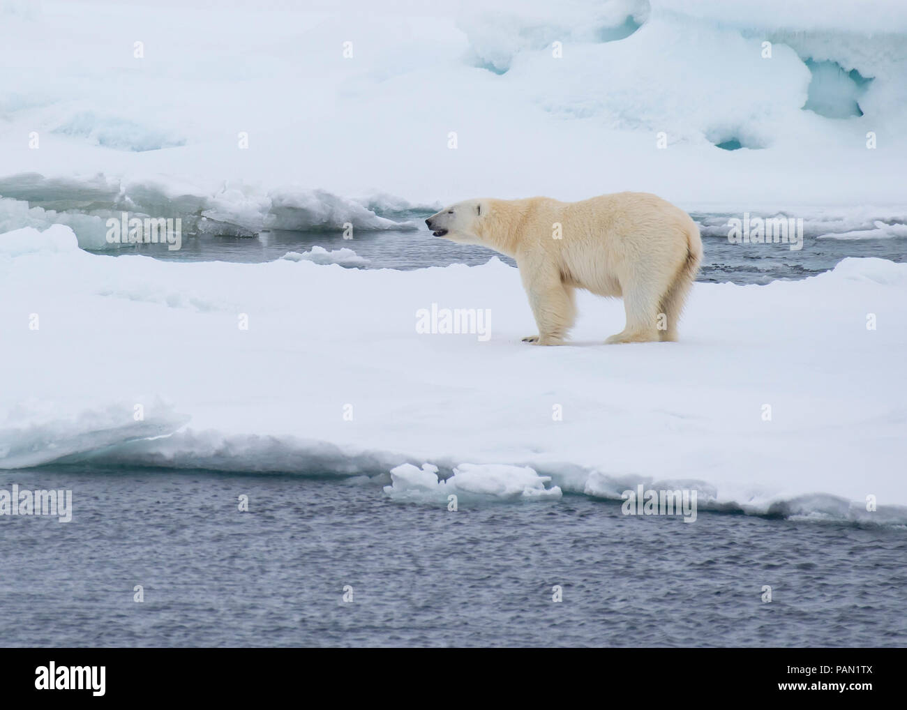 Polar bear walking in an arctic. Stock Photo