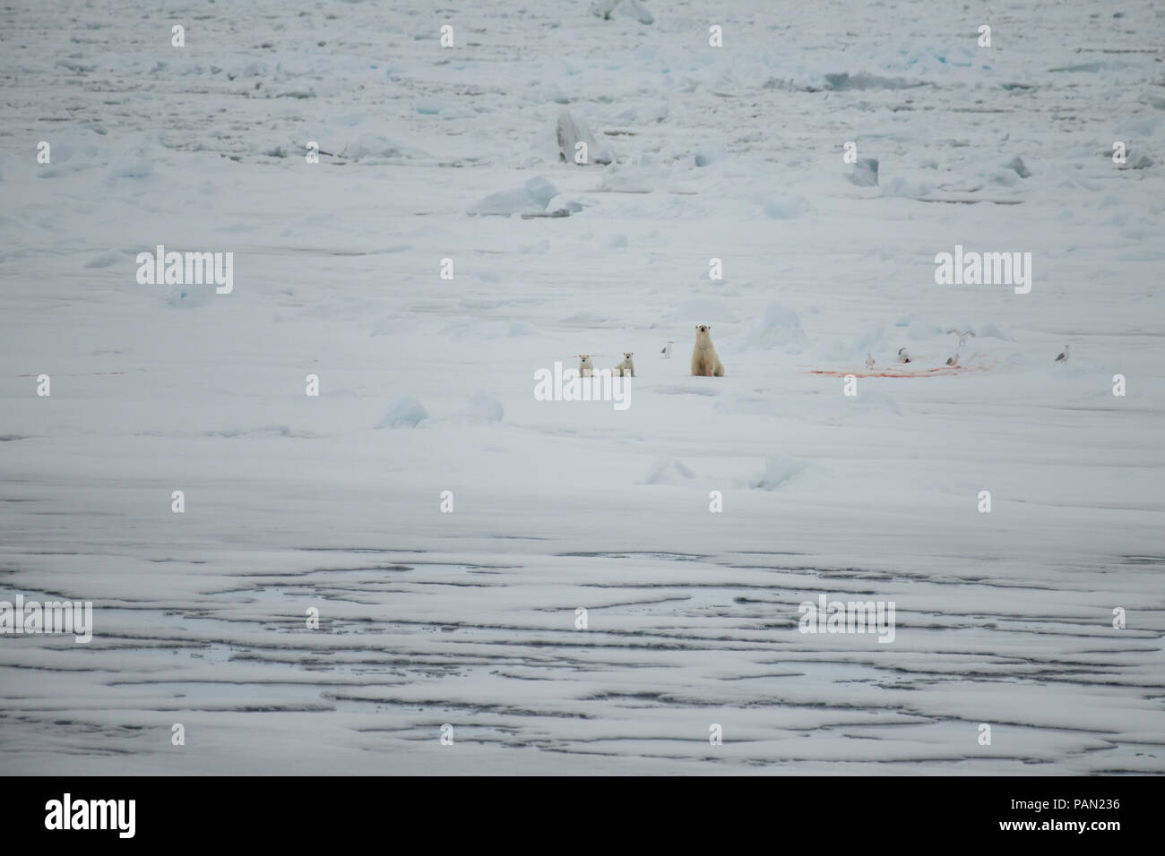 Polar bear walking in an arctic. Stock Photo