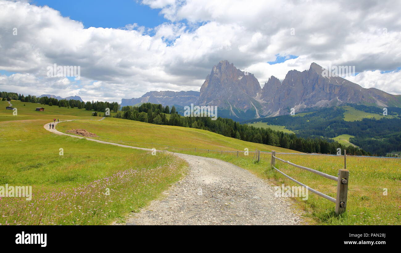 Alpe de Siusi above Ortisei with a winding path in the foreground, Sassolungo and Sassopiatto mountains in background, Val Gardena, Dolomites, Italy Stock Photo