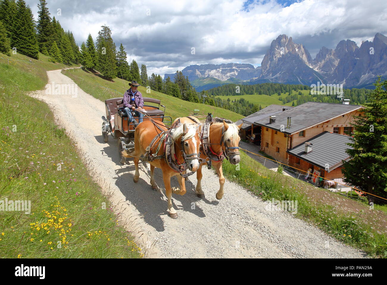 VAL GARDENA, ITALY - JUNE 27, 2018: A carriage with Haflinger horses in  Alpe de Siusi above Ortisei with Sassolungo and Sassopiatto mountains Stock  Photo - Alamy