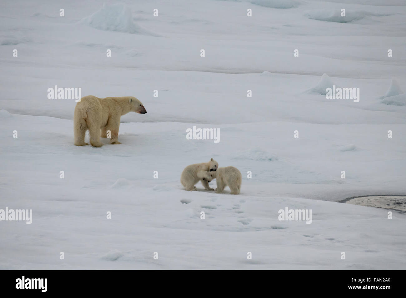 Polar bear walking in an arctic. Stock Photo
