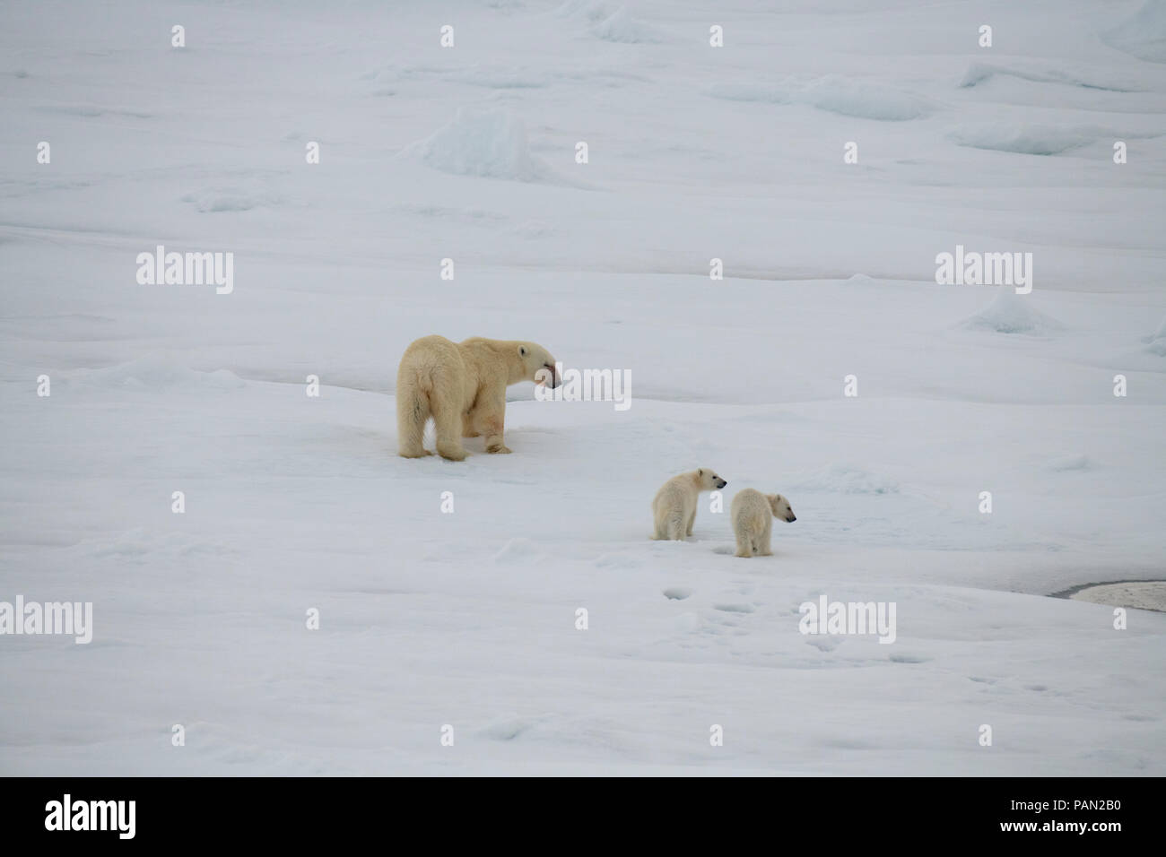 Polar bear walking in an arctic. Stock Photo